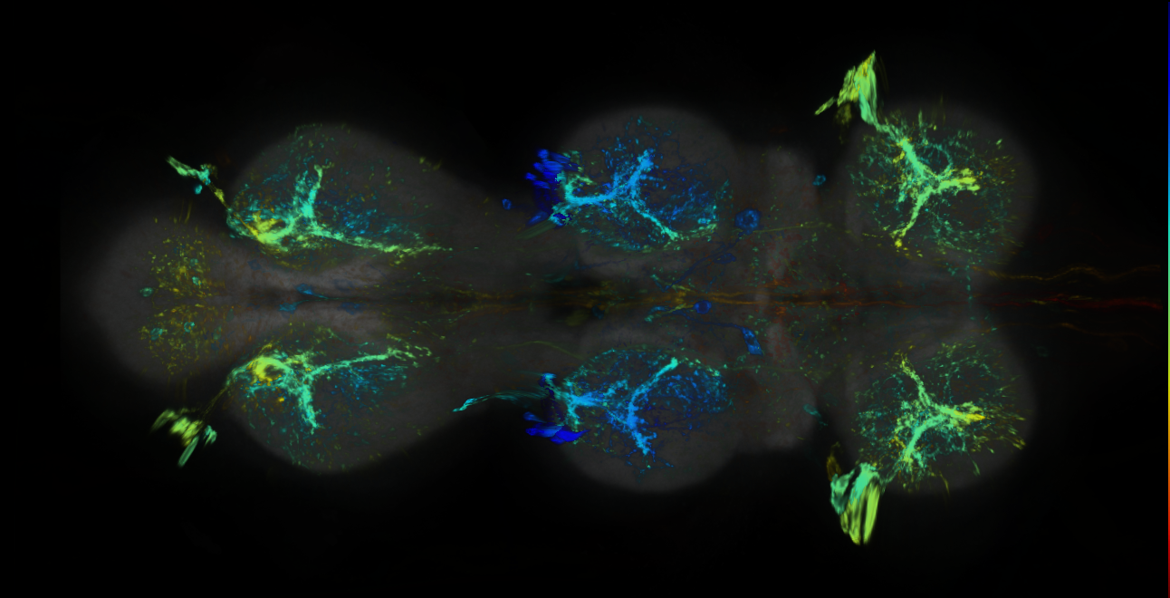 P{GMR72E09-lexA} expression pattern