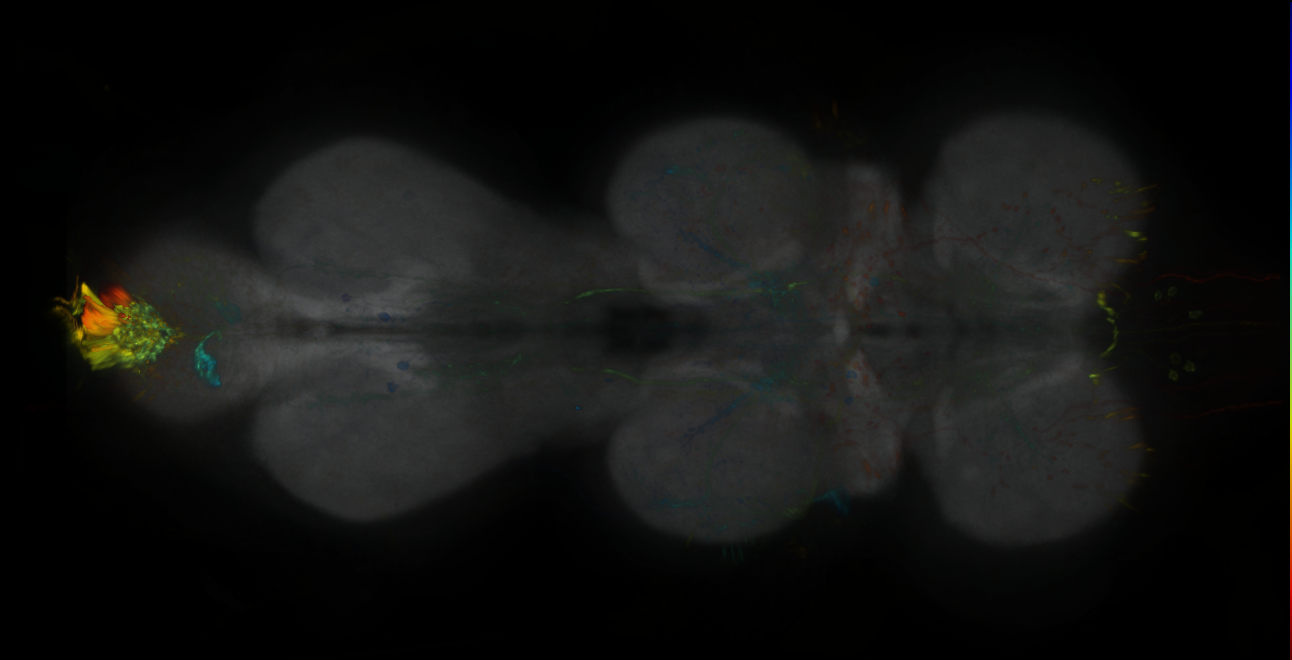 P{GMR72G01-lexA} expression pattern