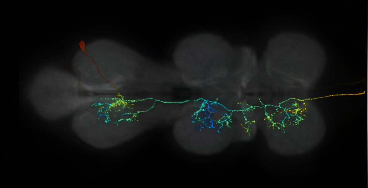 P{GMR73G10-lexA} expression pattern