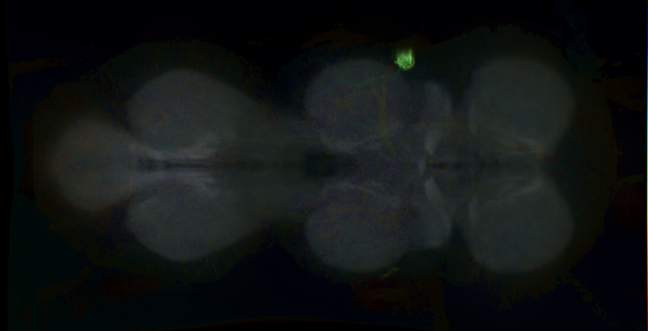 P{GMR75F02-lexA} expression pattern