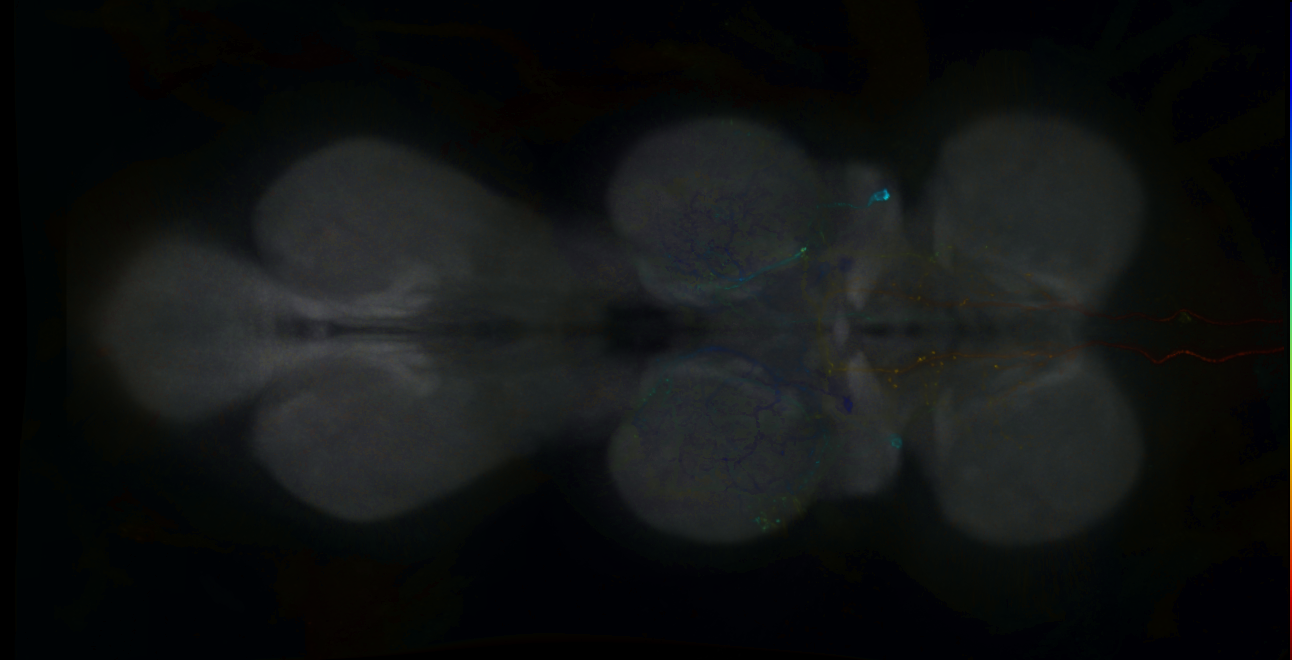 P{GMR77A09-lexA} expression pattern