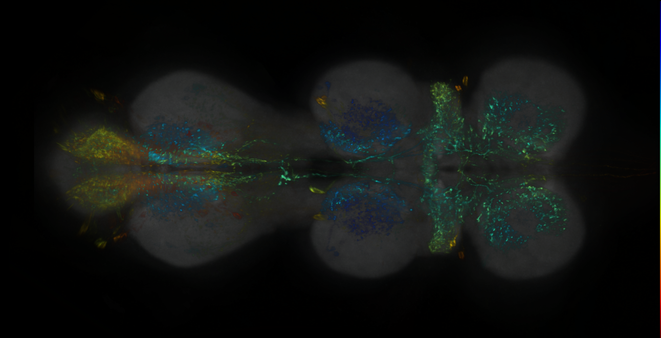 P{GMR77C09-lexA} expression pattern