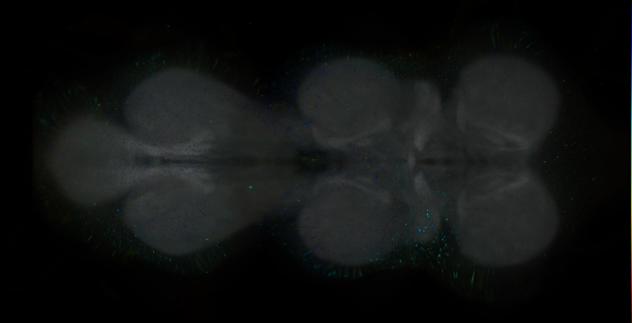 P{GMR84B08-lexA} expression pattern