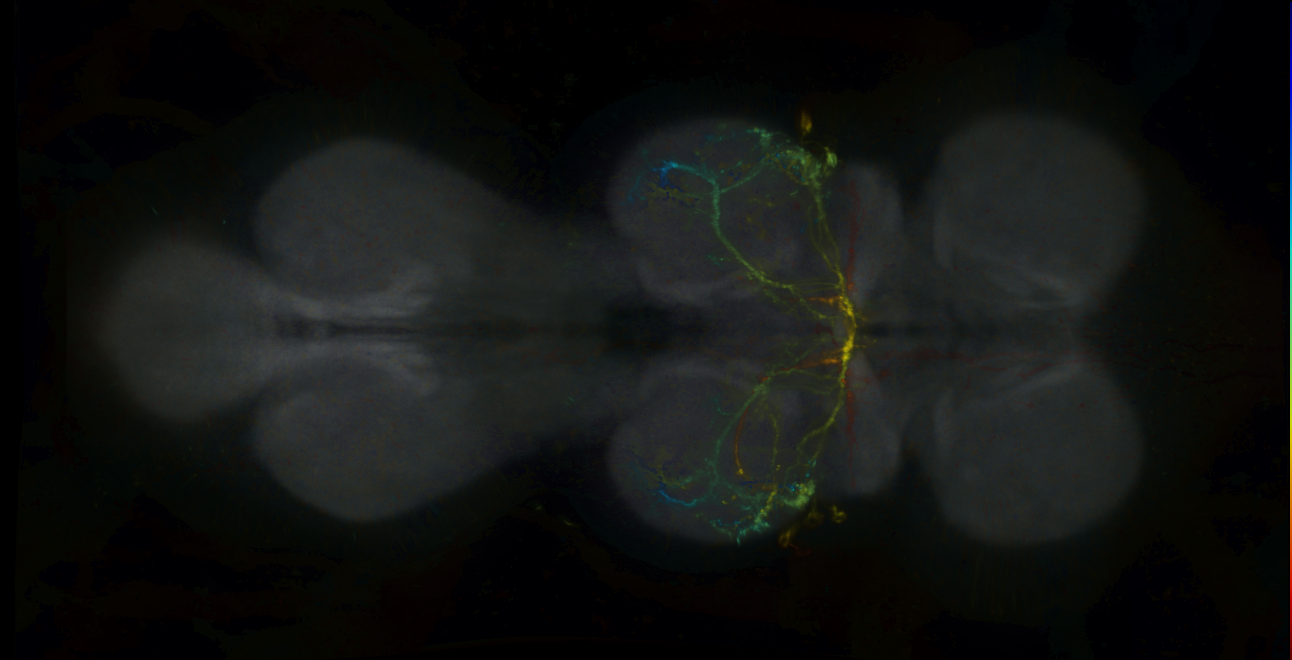 P{GMR84E10-lexA} expression pattern