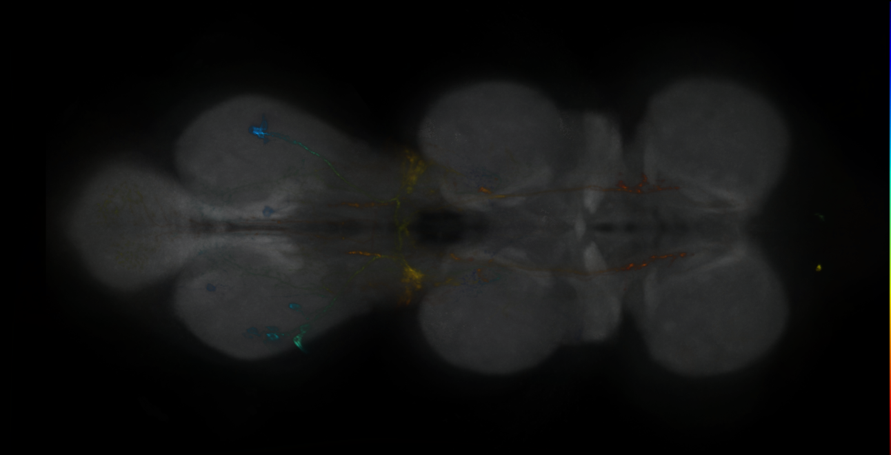 P{GMR84F02-lexA} expression pattern