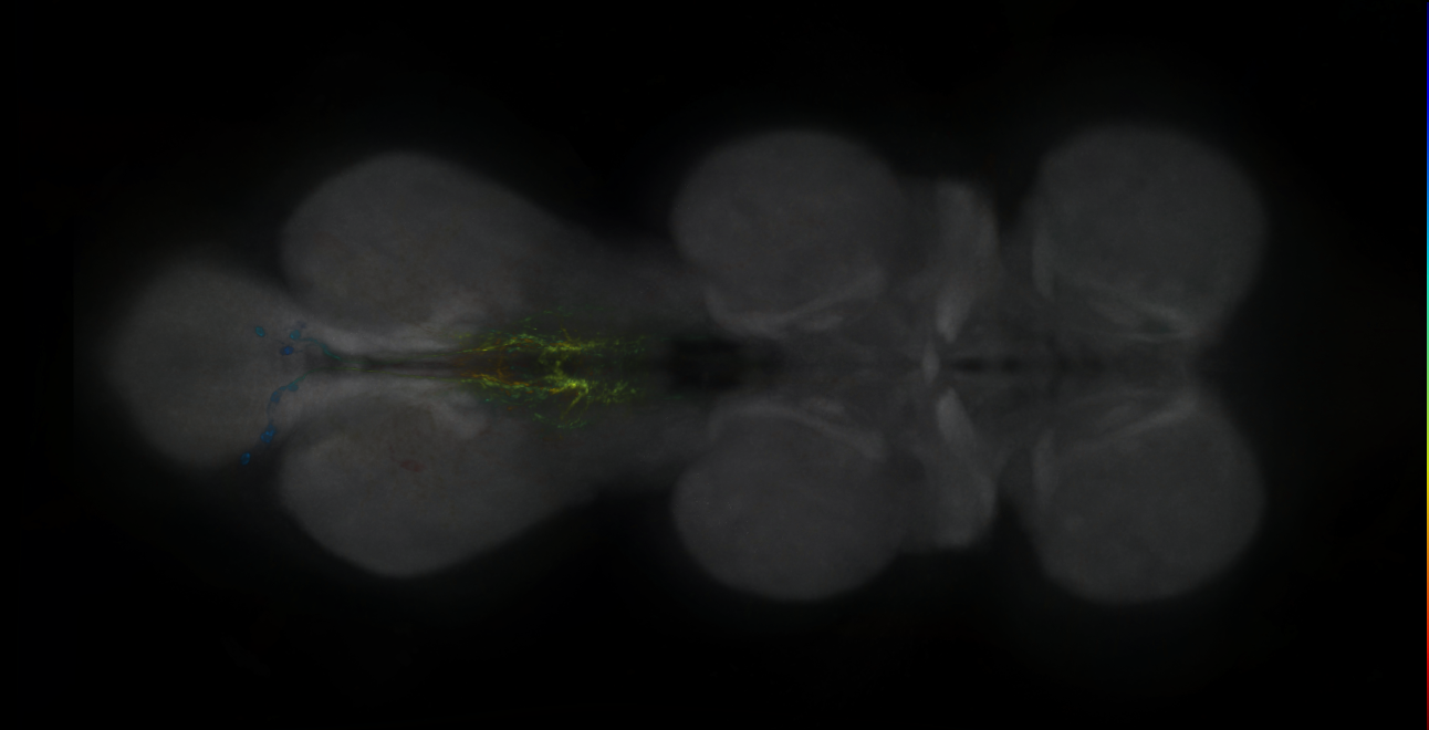 P{GMR86D02-lexA} expression pattern