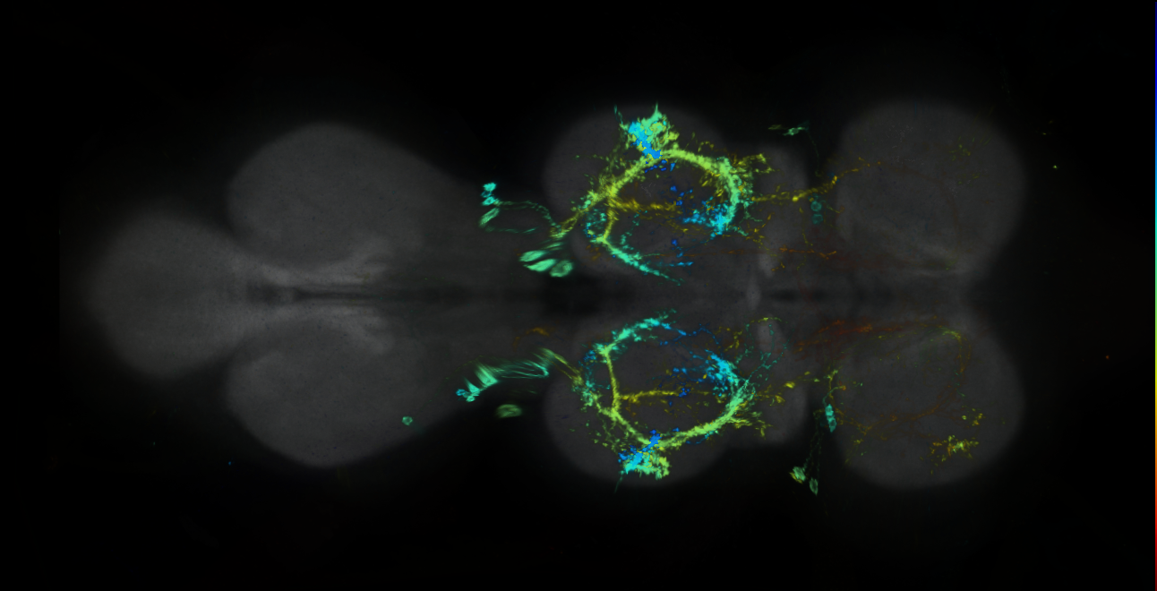 P{GMR86G06-lexA} expression pattern
