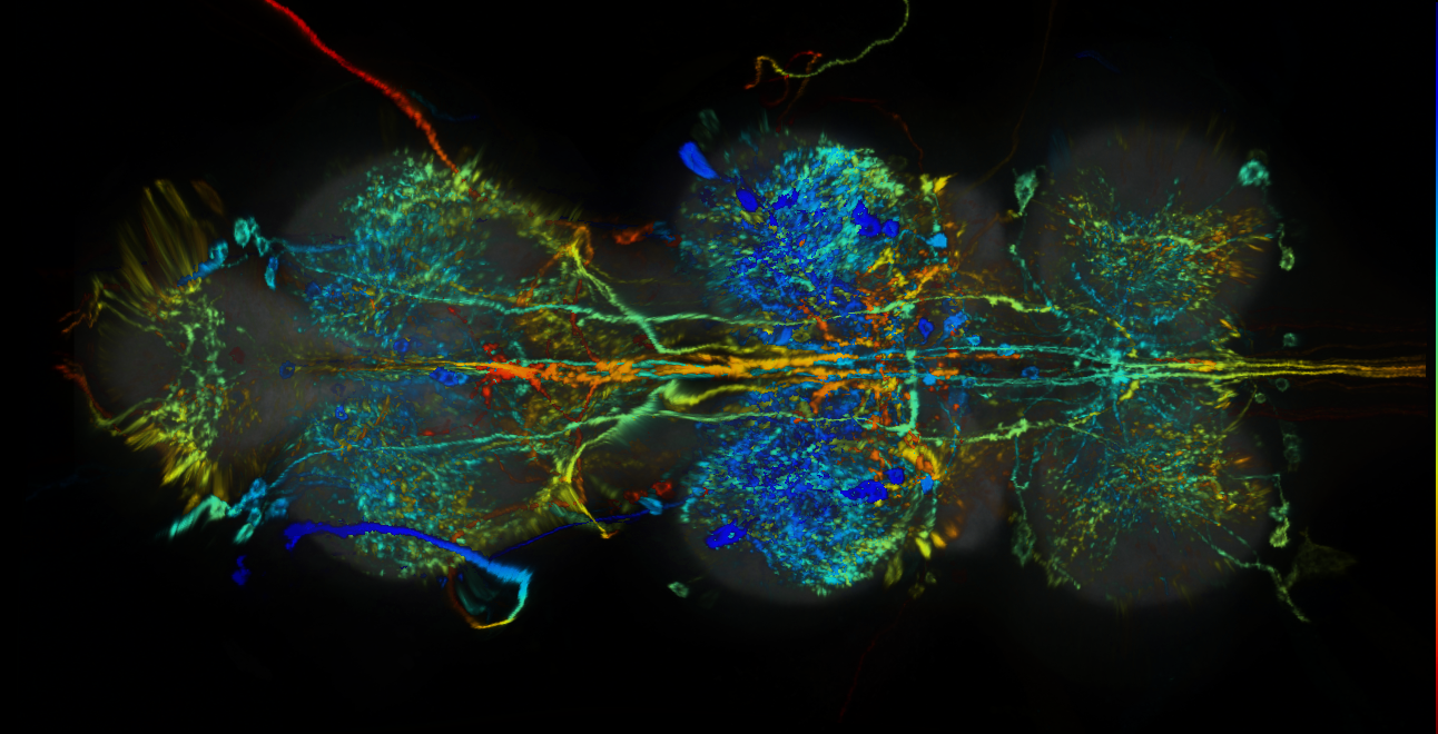 P{GMR87F12-lexA} expression pattern