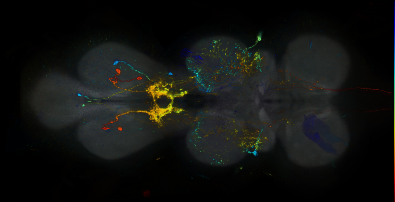 P{GMR89B12-lexA} expression pattern
