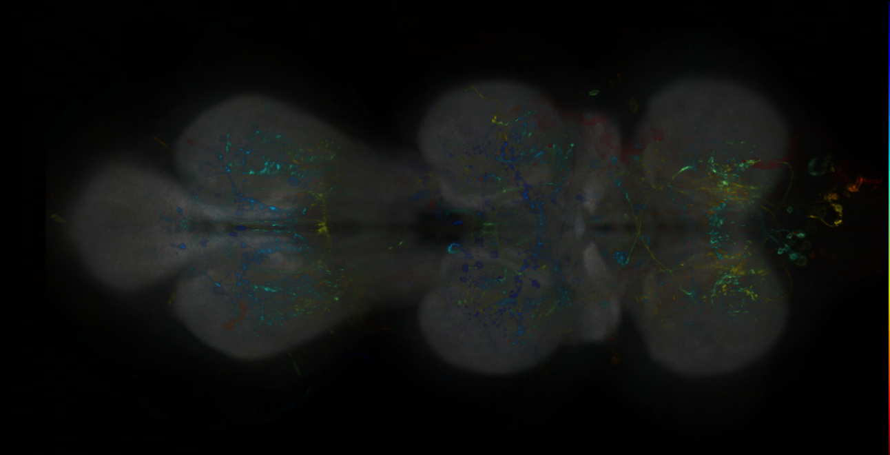 P{GMR89F12-lexA} expression pattern
