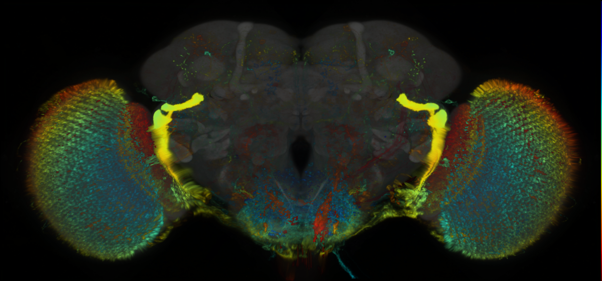 P{GMR10B03-lexA} expression pattern