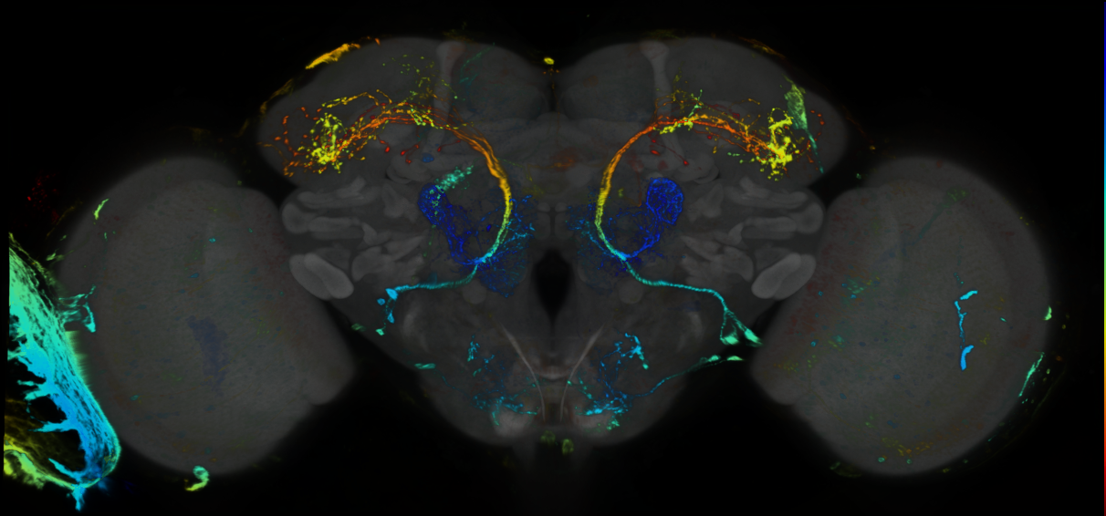 P{GMR10B07-lexA} expression pattern