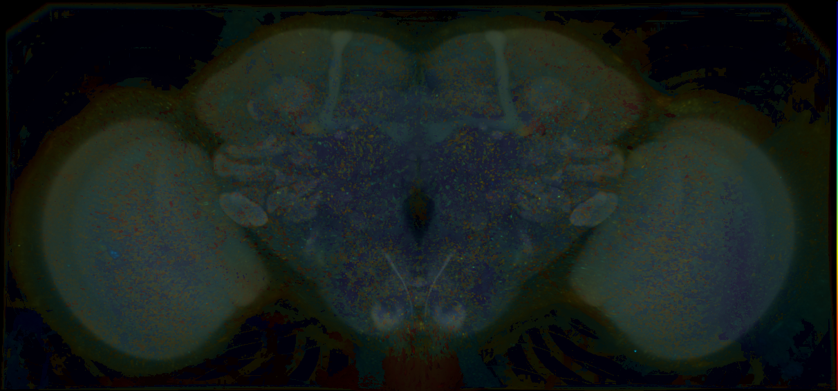 P{GMR10C01-lexA} expression pattern