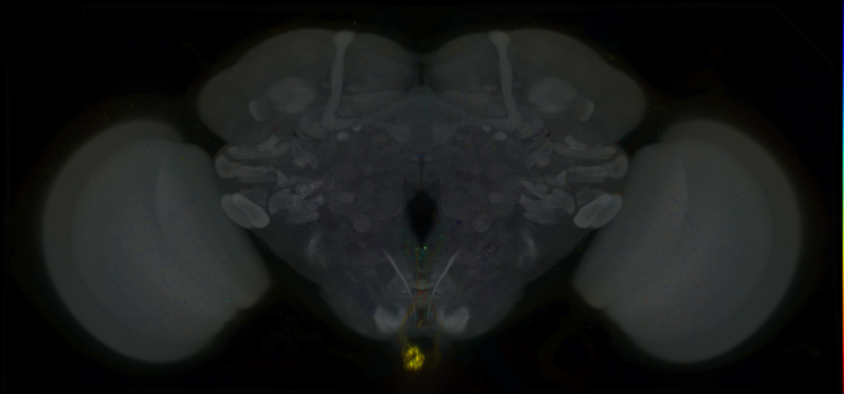 P{GMR11C01-lexA} expression pattern