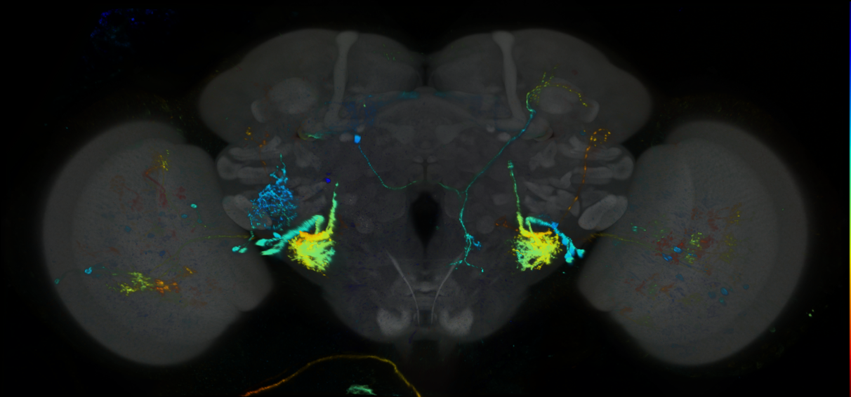 P{GMR11D09-lexA} expression pattern