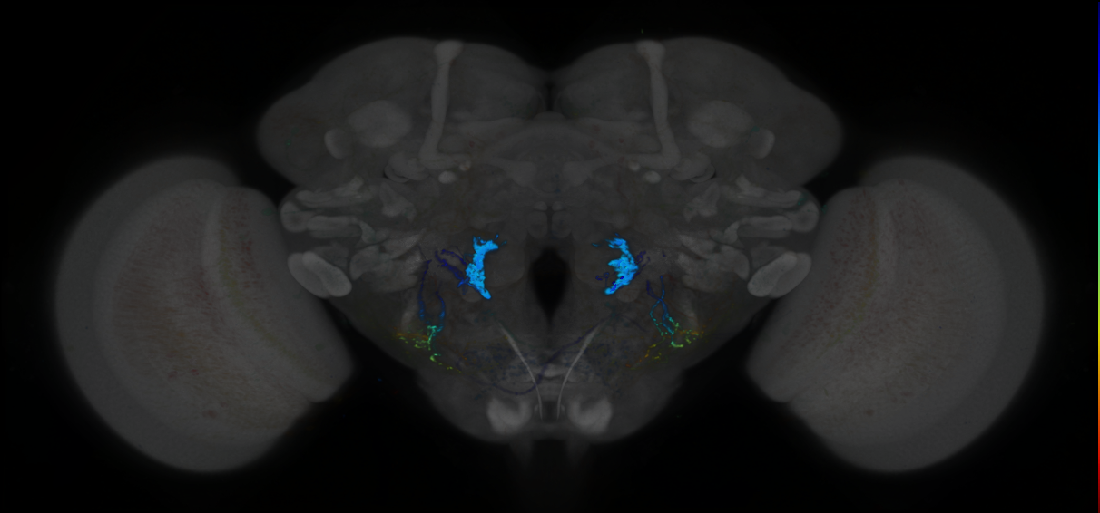 P{GMR11E05-lexA} expression pattern