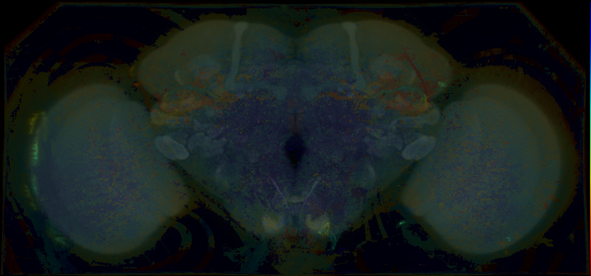 P{GMR11H05-lexA} expression pattern