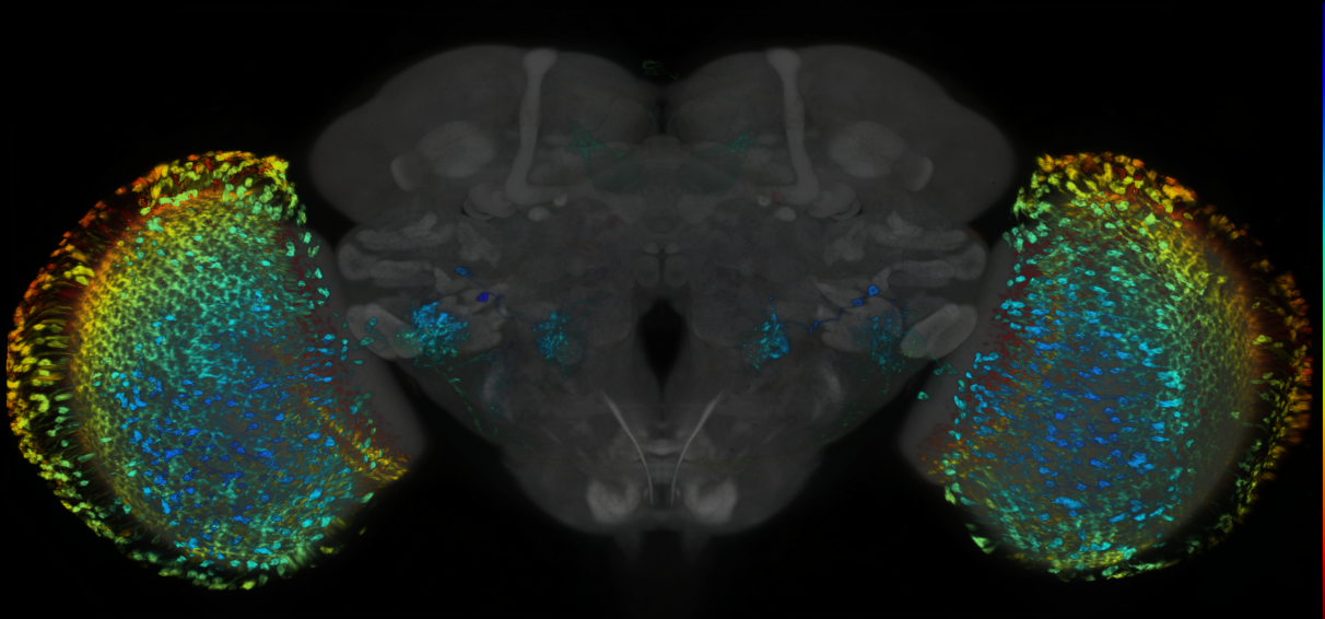 P{GMR12C11-lexA} expression pattern