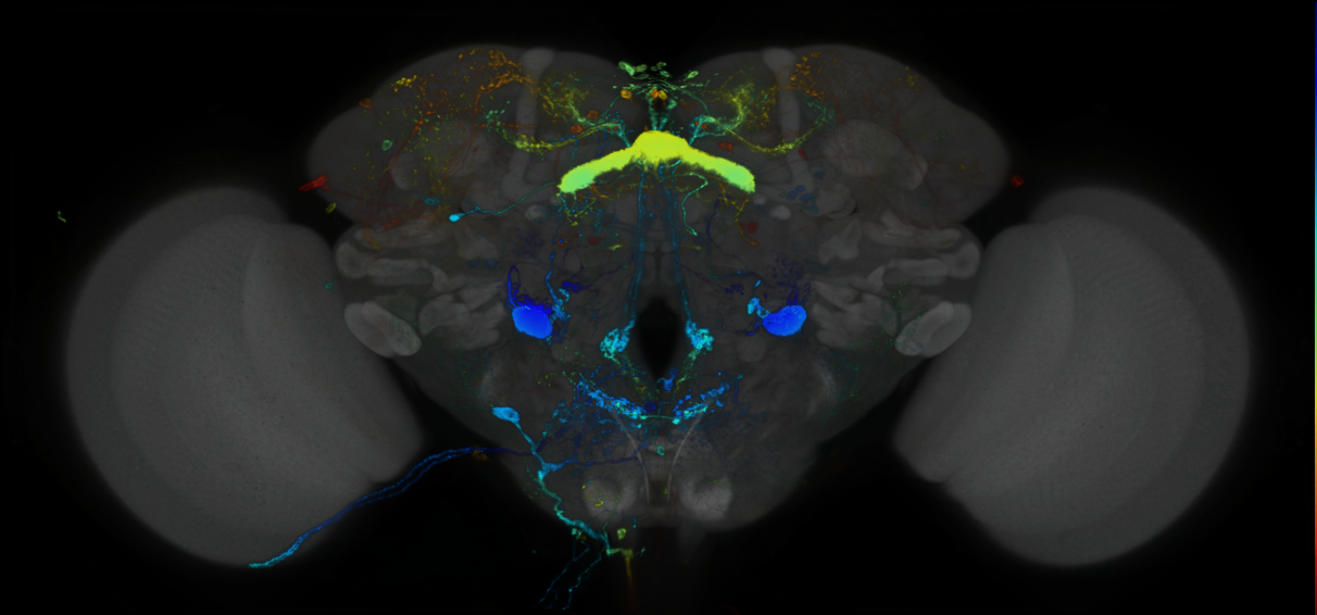 P{GMR13C03-lexA} expression pattern