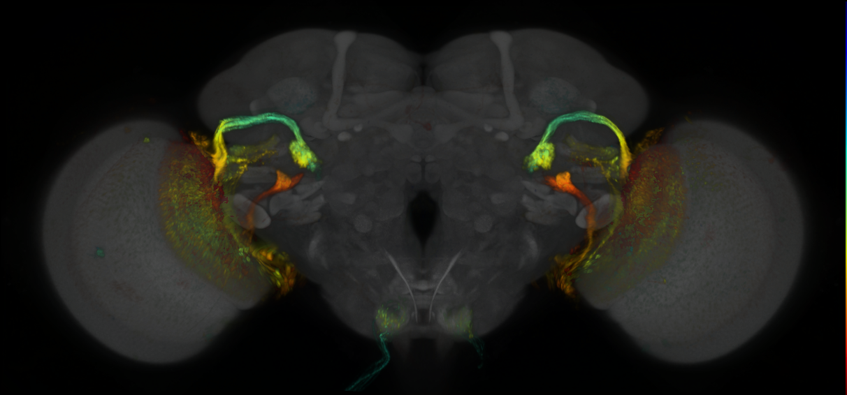 P{GMR14A11-lexA} expression pattern