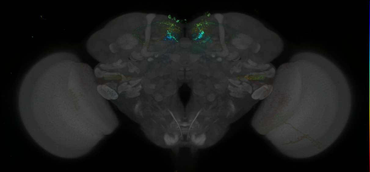 P{GMR14C08-lexA} expression pattern