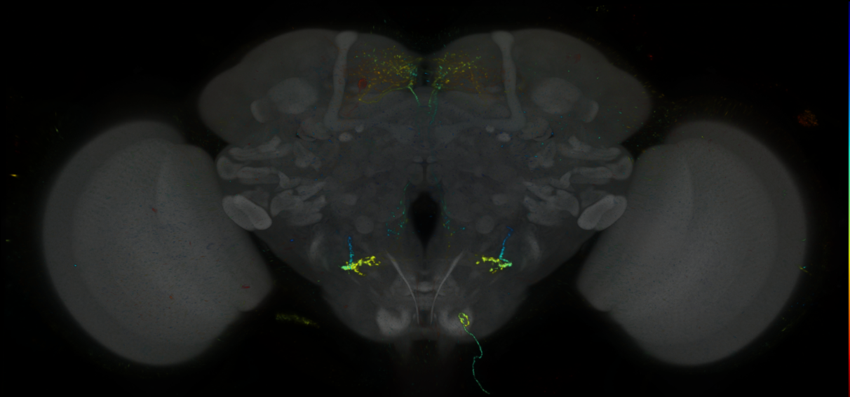 P{GMR14G03-lexA} expression pattern