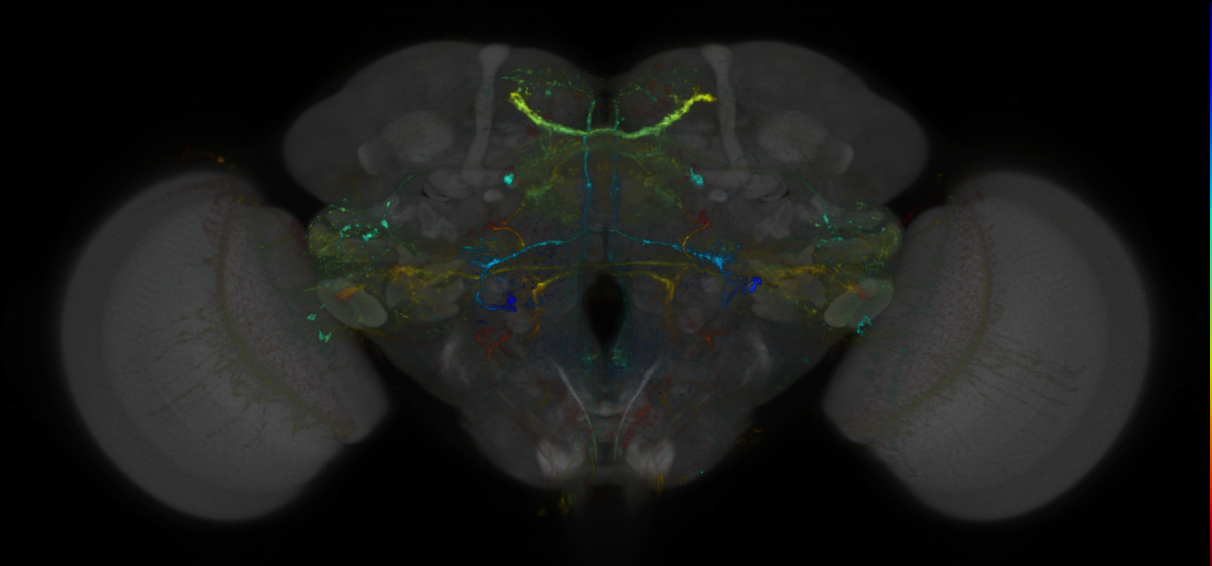 P{GMR14G10-lexA} expression pattern