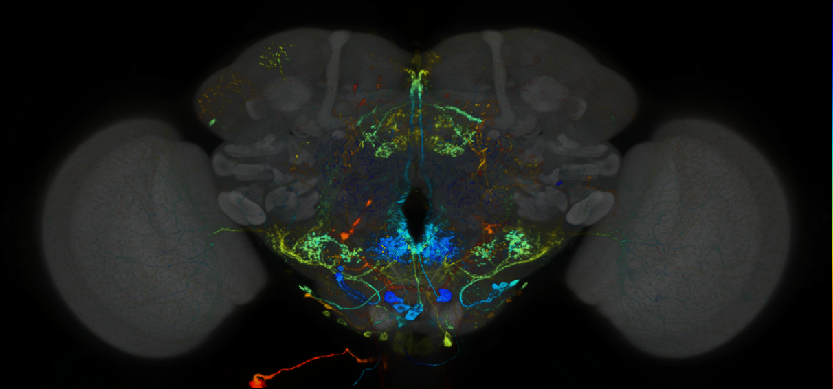 P{GMR15C12-lexA} expression pattern
