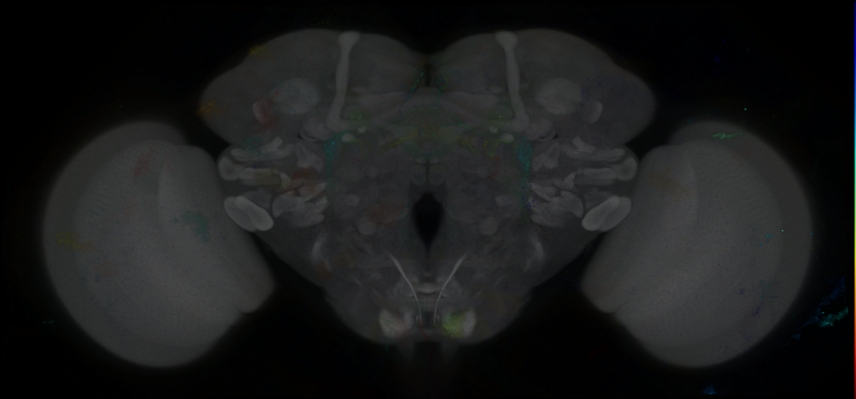 P{GMR16A07-lexA} expression pattern