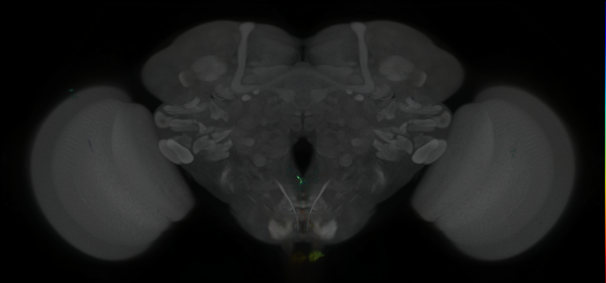 P{GMR16F09-lexA} expression pattern