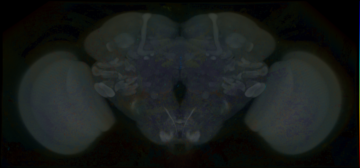 P{GMR16F10-lexA} expression pattern