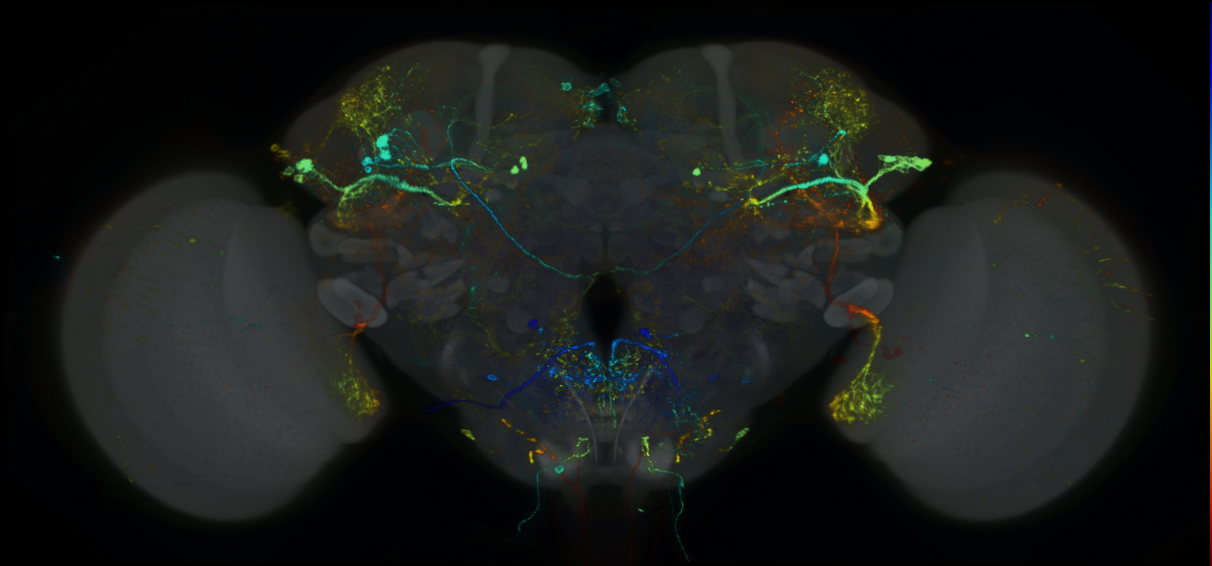 P{GMR16H06-lexA} expression pattern
