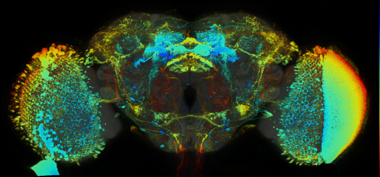 P{GMR17D06-lexA} expression pattern