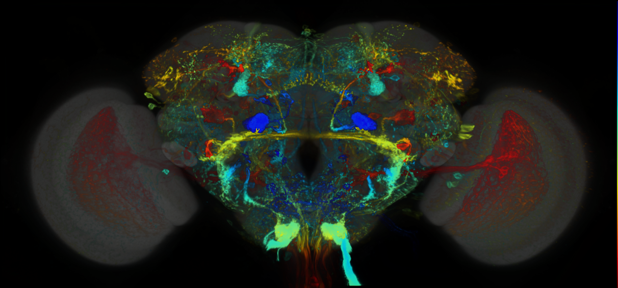 P{GMR18A08-lexA} expression pattern