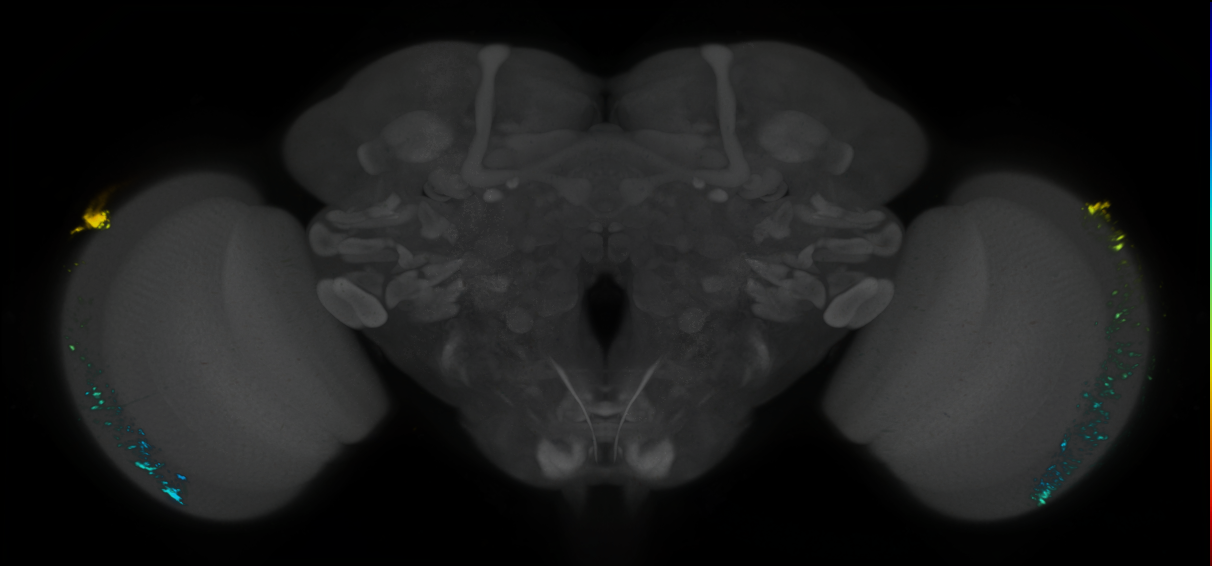 P{GMR19C02-lexA} expression pattern