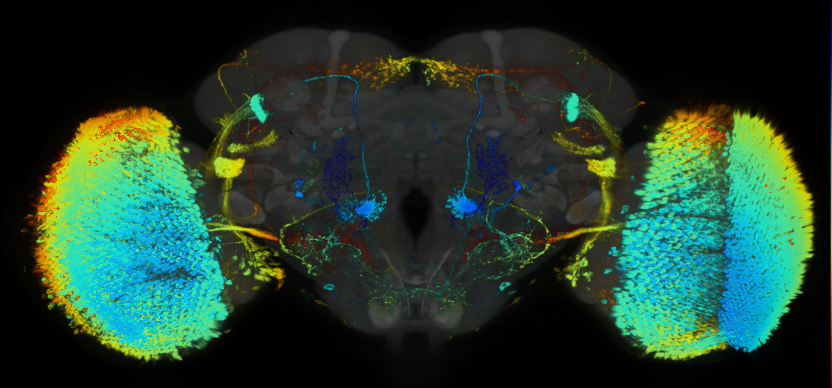 P{GMR19C05-lexA} expression pattern