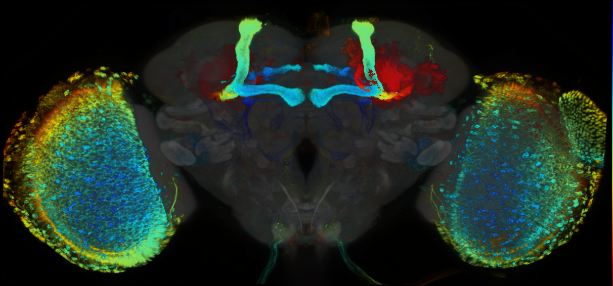 P{GMR21A05-lexA} expression pattern