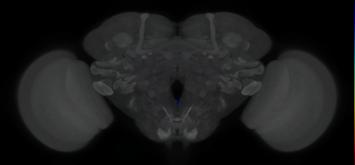 P{GMR21B05-lexA} expression pattern