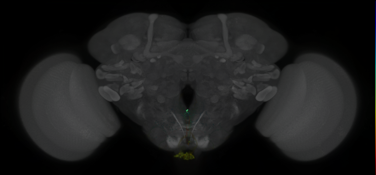P{GMR21E06-lexA} expression pattern