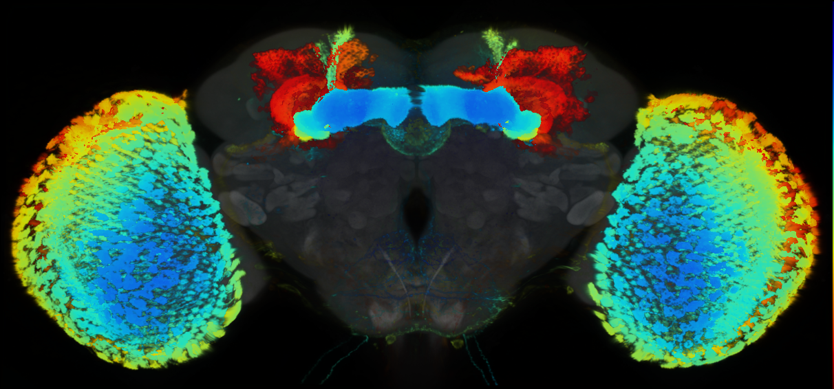 P{GMR22B09-lexA} expression pattern