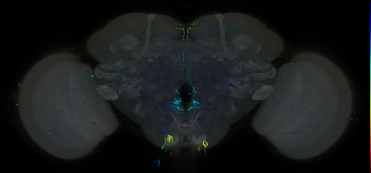 P{GMR22C02-lexA} expression pattern