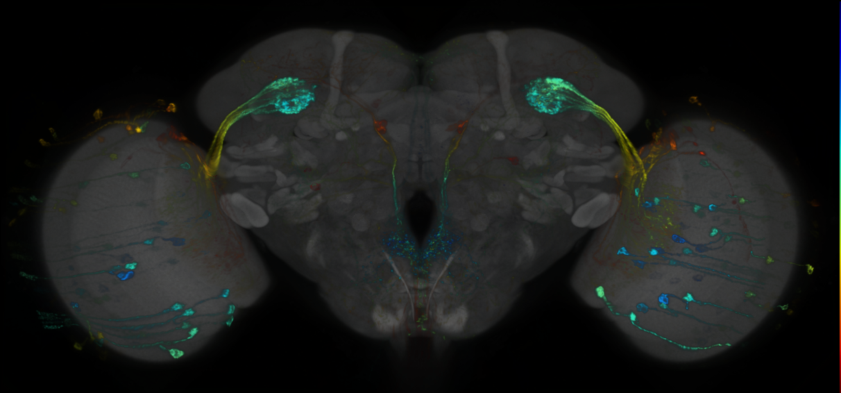 P{GMR22D06-lexA} expression pattern