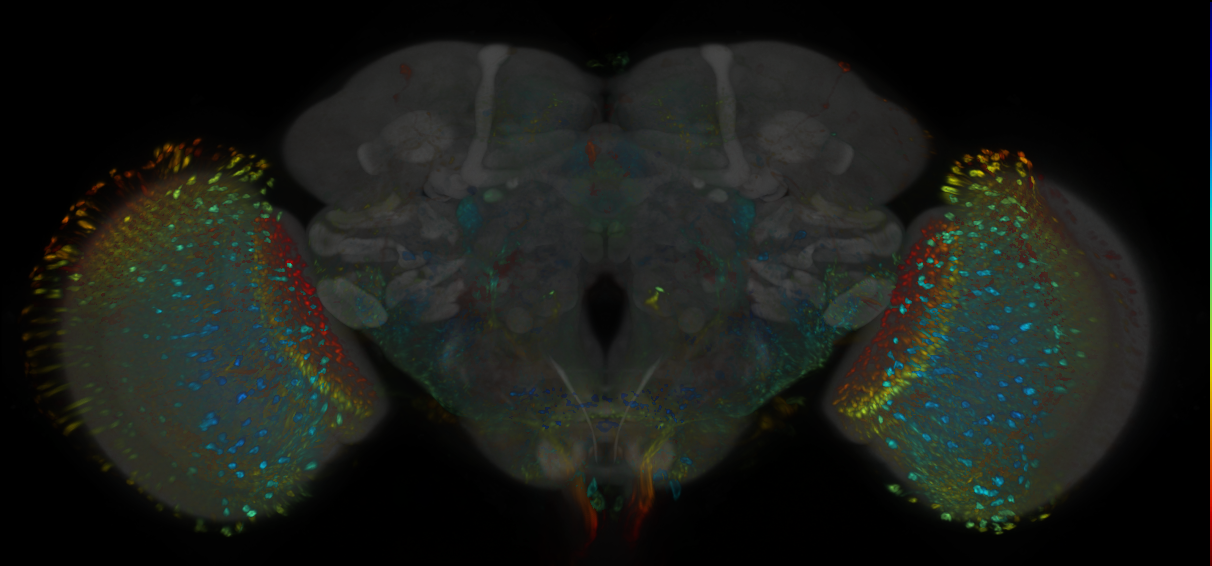 P{GMR22G02-lexA} expression pattern