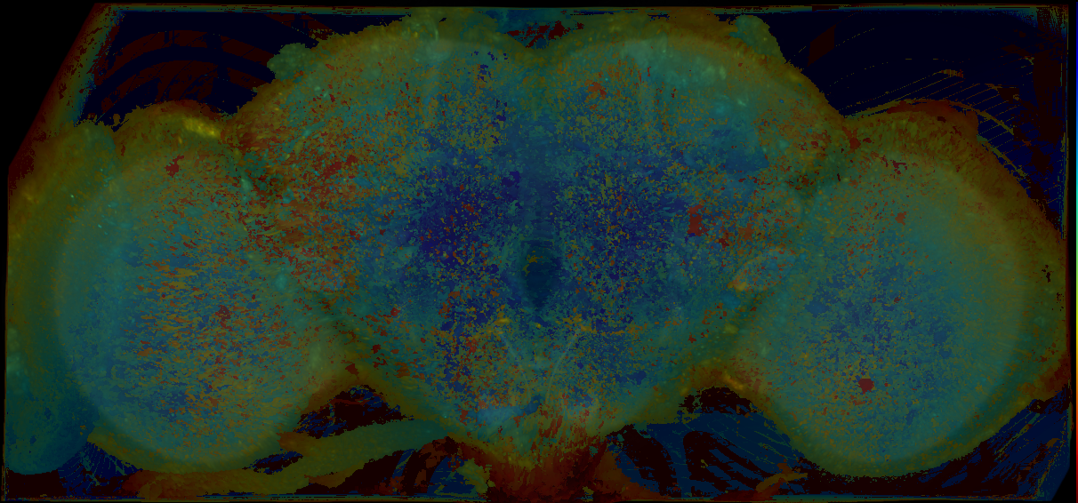P{GMR23G02-lexA} expression pattern