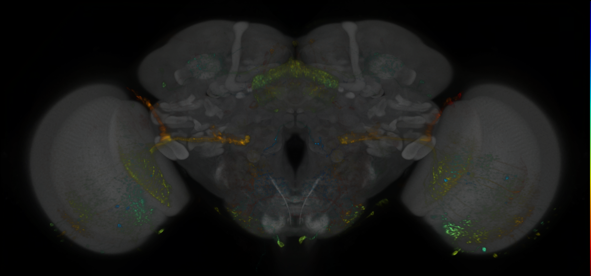 P{GMR24A05-lexA} expression pattern