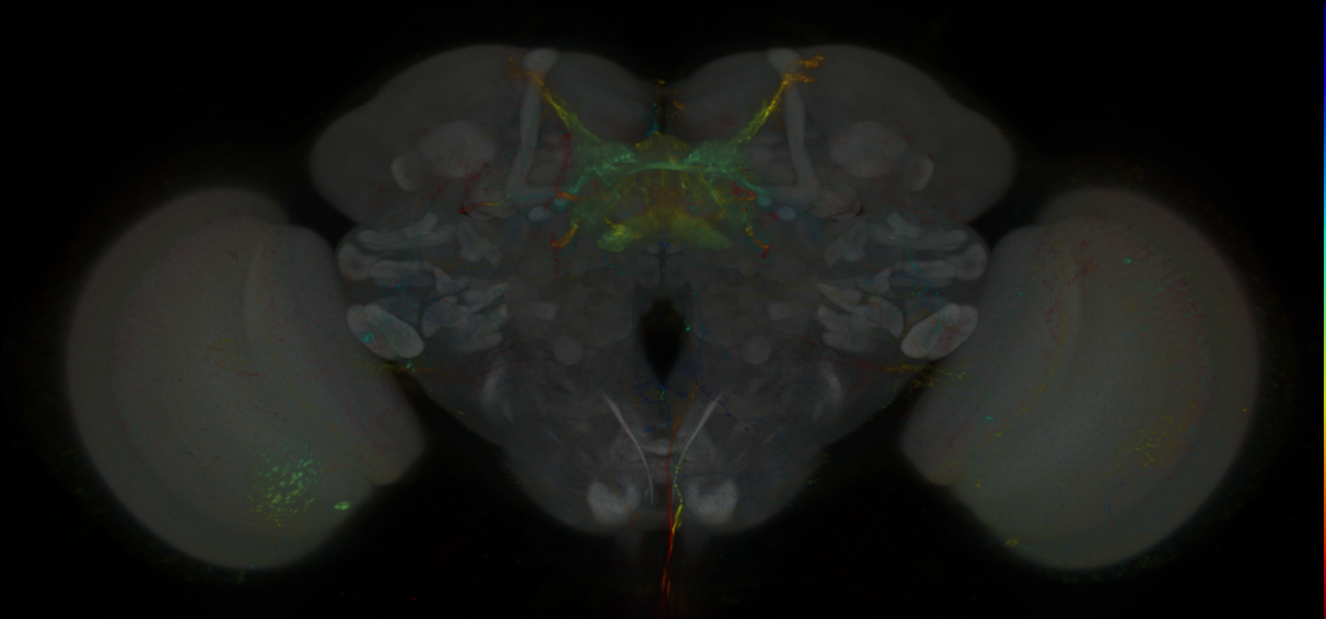 P{GMR24B02-lexA} expression pattern