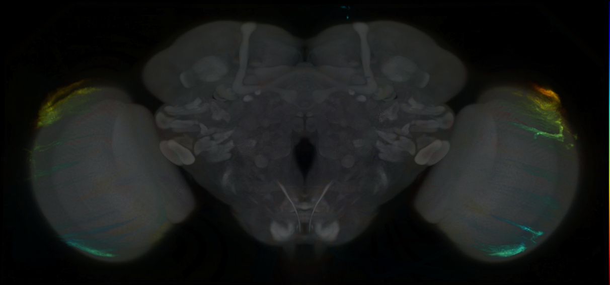 P{GMR24F09-lexA} expression pattern