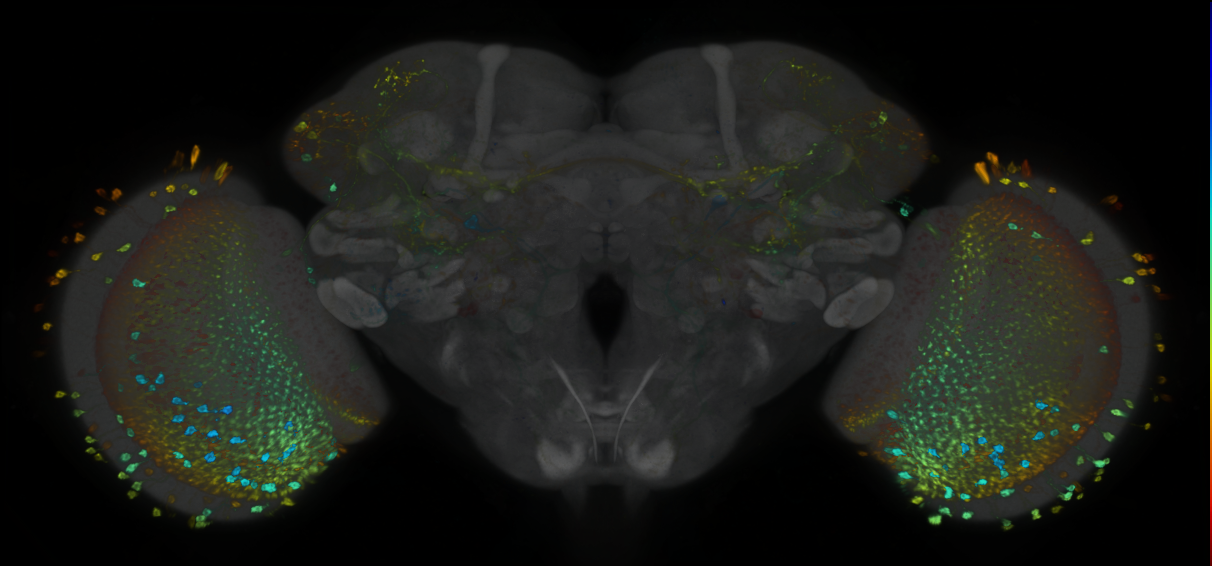 P{GMR24G01-lexA} expression pattern