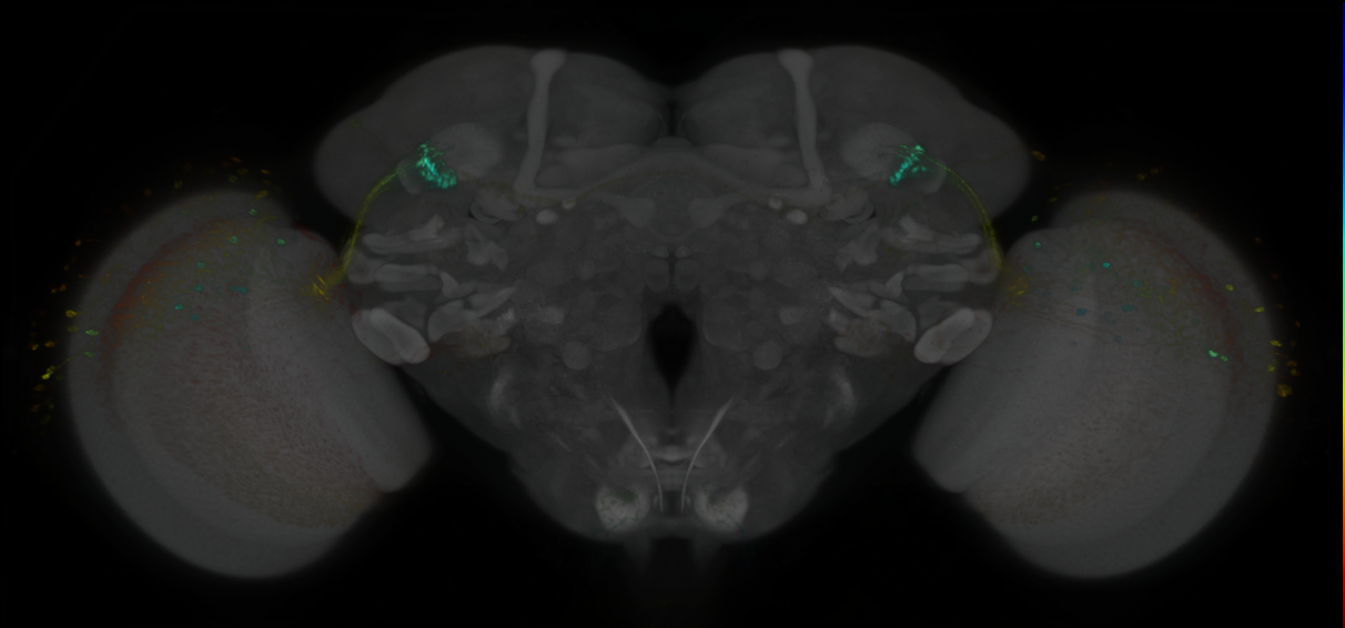P{GMR25C04-lexA} expression pattern