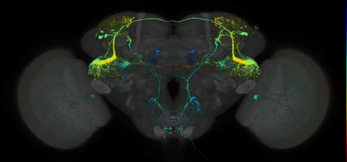 P{GMR25E04-lexA} expression pattern